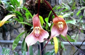 蘭花品種？蘭花有多少品種？