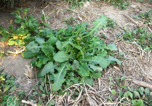 春天吃什么野菜好？春天吃什么野菜降血壓？