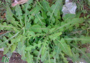 春天吃什么野菜好？春天吃什么野菜降血壓？