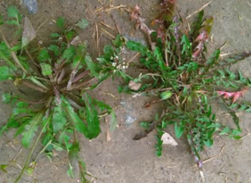 野生薺菜幾月份有？野生薺菜什么時候有？