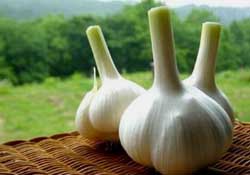 大蒜爛了一點還能吃嗎？大蒜爛根是怎么回事？