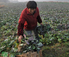 春天能種油菜嗎？油菜春天什么時候種植？