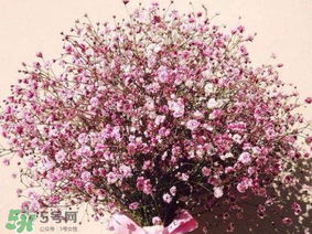 春天能種滿天星嗎？什么時候最適合種植滿天星？