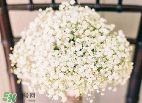 春天能種滿天星嗎？什么時候最適合種植滿天星？
