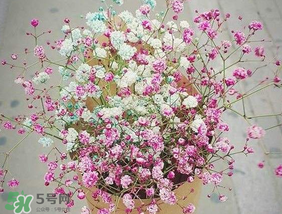 春天能種滿天星嗎？什么時候最適合種植滿天星？