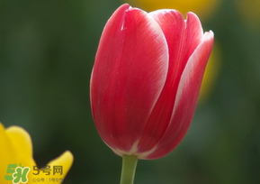 春天可以種郁金香嗎？郁金香可以春天種嗎？