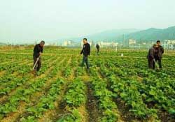 春天能種油菜嗎？油菜春天什么時(shí)候種植？