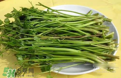 吃野芹菜會中毒嗎？吃野芹菜中毒了怎么辦？