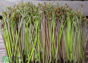 蕨菜是什么菜？蕨菜是什么？