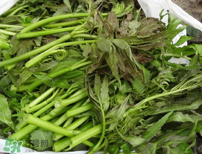 蕨菜是什么菜？蕨菜是什么？