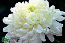 清明節(jié)掃墓買什么顏色菊花？清明節(jié)上墳用什么顏色菊花？