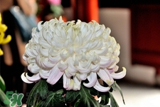 清明節(jié)掃墓買什么顏色菊花？清明節(jié)上墳用什么顏色菊花？