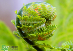 蕨菜怎么處理？新鮮蕨菜怎么處理？