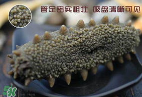 春天能吃海參嗎？春天吃海參效果好嗎？