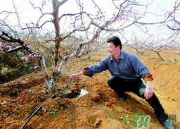 桃樹春天什么時候澆水？桃樹什么時候澆水？