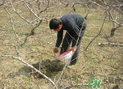 桃樹春天什么時候澆水？桃樹什么時候澆水？
