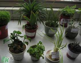 春天種什么植物？春天適合種什么植物？