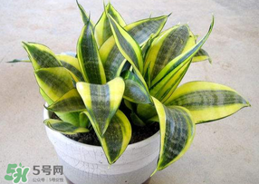 春天種什么植物？春天適合種什么植物？