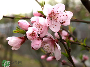 四月份還有桃花嗎？桃花幾月份開？