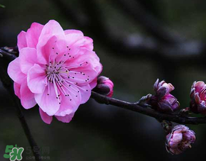 四月份還有桃花嗎？桃花幾月份開？