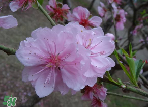 四月份還有桃花嗎？桃花幾月份開？