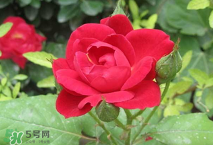 春天可以種玫瑰嗎？春天適合種玫瑰嗎？
