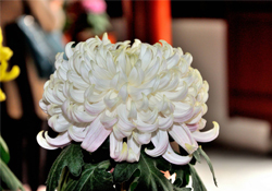 清明節(jié)掃墓買什么顏色菊花？清明節(jié)上墳用什么顏色菊花？