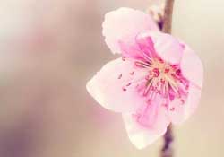 四月份還有桃花嗎？桃花幾月份開？
