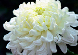 清明節(jié)掃墓為什么用菊花？清明節(jié)上墳為什么要送菊花？