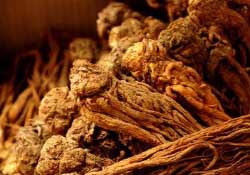 春天可以吃當歸嗎？春天吃當歸上火嗎？