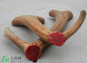 ?春天可以吃鹿茸嗎？鹿茸什么季節(jié)吃最合適？