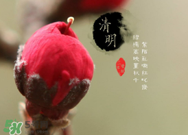 清明節為什么要吃清明果？為什么清明節要吃清明果？