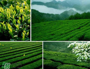 清明茶什么時候采？采清明茶什么時候結束？