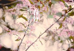 春分是春天的開始嗎？春分是春天來的意思嗎？