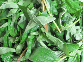 清明菜是什么菜？清明菜是艾草嗎？