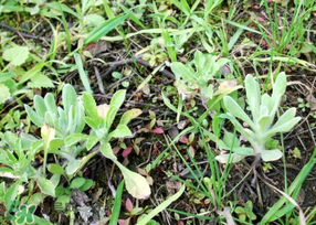 清明菜是什么菜？清明菜是艾草嗎？