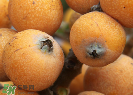 枇杷什么時(shí)候成熟？枇杷什么時(shí)候上市？