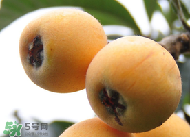 枇杷什么時(shí)候成熟？枇杷什么時(shí)候上市？