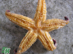 海星怎么吃？海星能吃嗎？