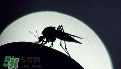 蚊蟲叮咬會傳播艾滋病嗎？蚊蟲會傳染乙肝嗎？