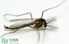 蚊蟲叮咬會傳播艾滋病嗎？蚊蟲會傳染乙肝嗎？
