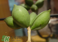 檳榔為什么會上癮？檳榔上癮怎么戒？