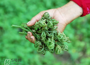 糖尿病能吃蕨菜嗎？糖尿病可以吃蕨菜嗎？