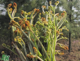 糖尿病能吃蕨菜嗎？糖尿病可以吃蕨菜嗎？