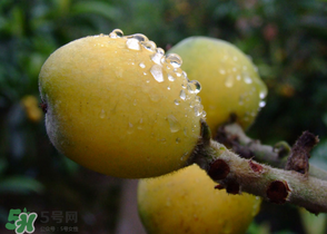 糖尿病能吃枇杷嗎？糖尿病人能吃枇杷嗎？