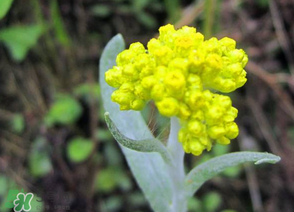 清明菜開花了能不能吃？清明菜怎么吃？