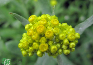 清明菜開花了能不能吃？清明菜怎么吃？