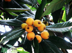枇杷樹幾年結果？枇杷樹為什么不結果？