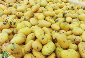 芒果爛了一點(diǎn)能吃嗎？芒果爛了一半還能吃嗎？