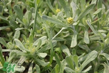艾草能治療蕁麻疹嗎？艾草可以治療蕁麻疹嗎？